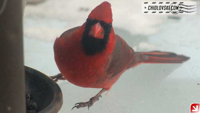 snowy-cardinal-002