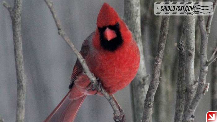 snowy-cardinal-005