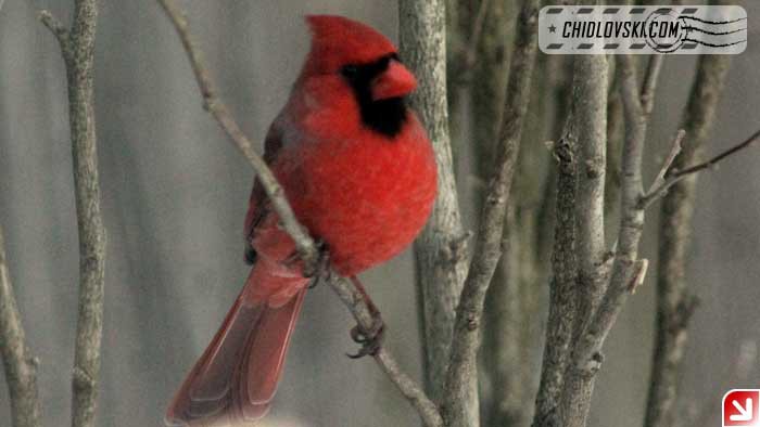 snowy-cardinal-006