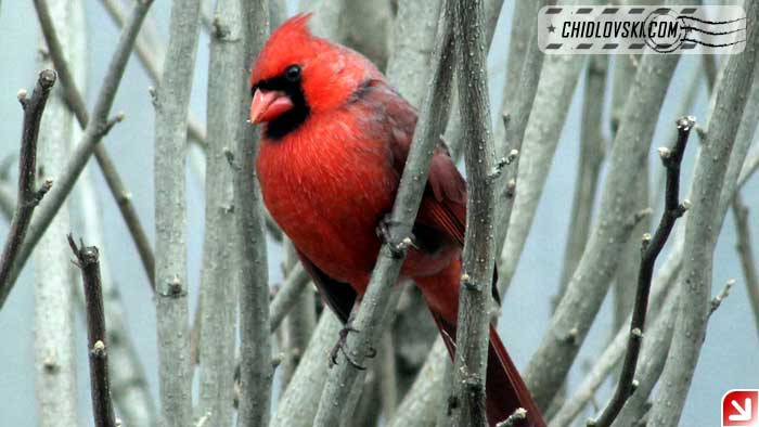 backyard-cardinal
