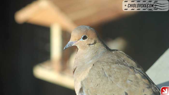 backyard-dove