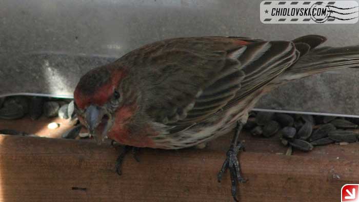 backyard-finch-004