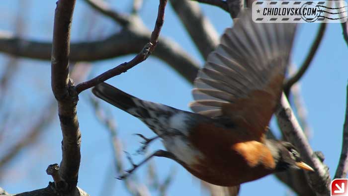 flying-robin