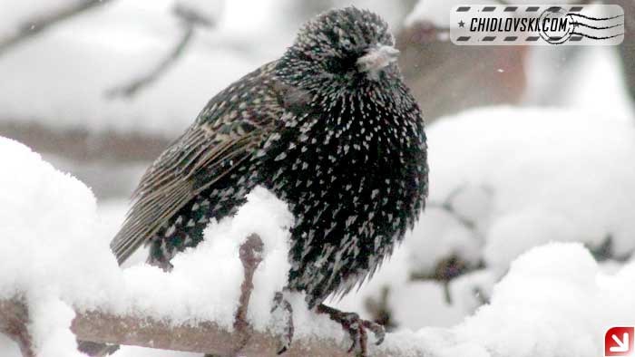 snow-starling1