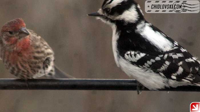 snow-woodpecker-finch