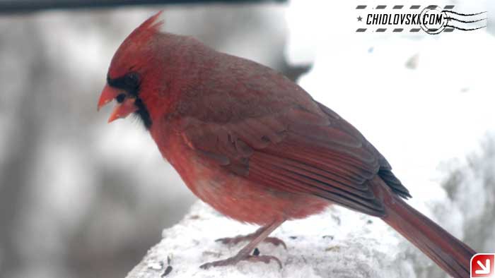 cardinal-snow