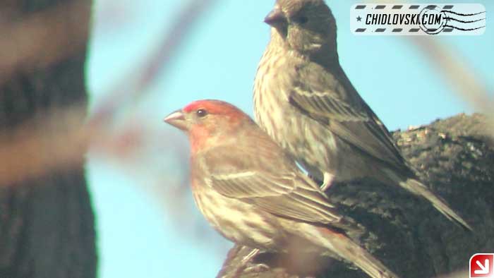 finch-couple