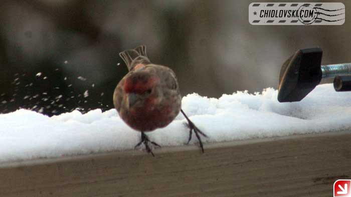 finch-takeoff