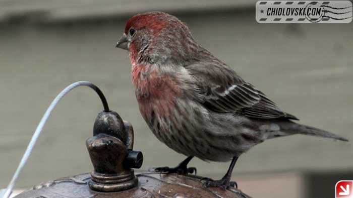 finches-06