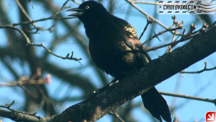 grackle-001