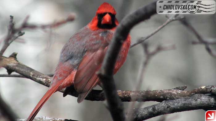 northern-cardinal-001