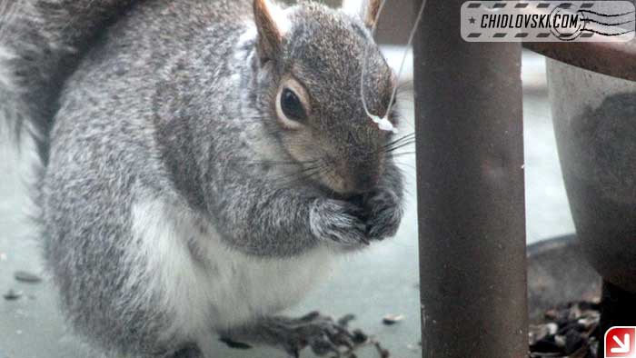 squirrel-001