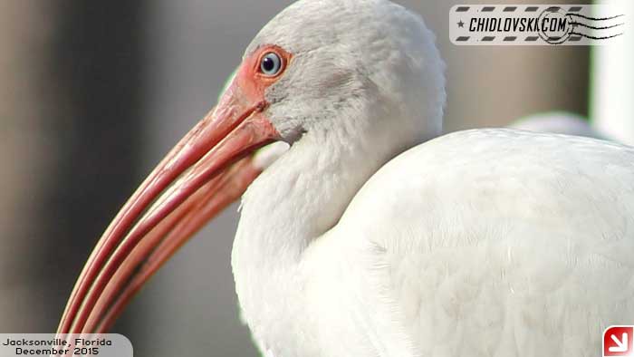white-ibis-001