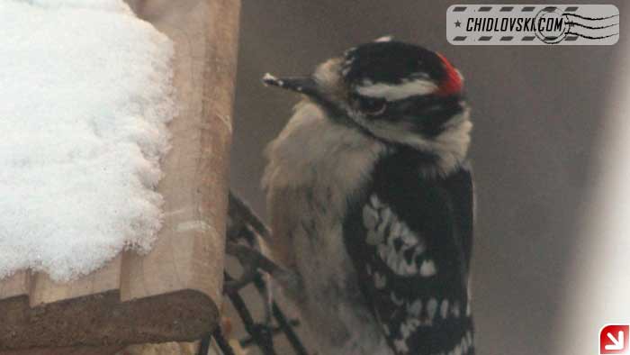 woodpecker-yard-002