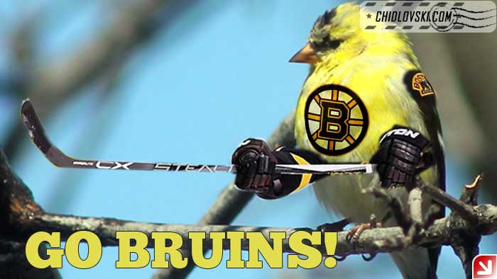 birds-go-bruins