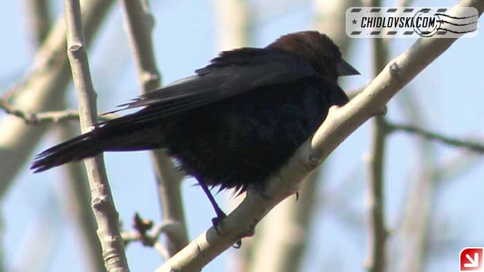 cowbird-003