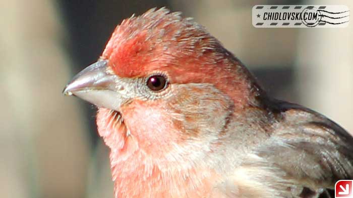 finches-10