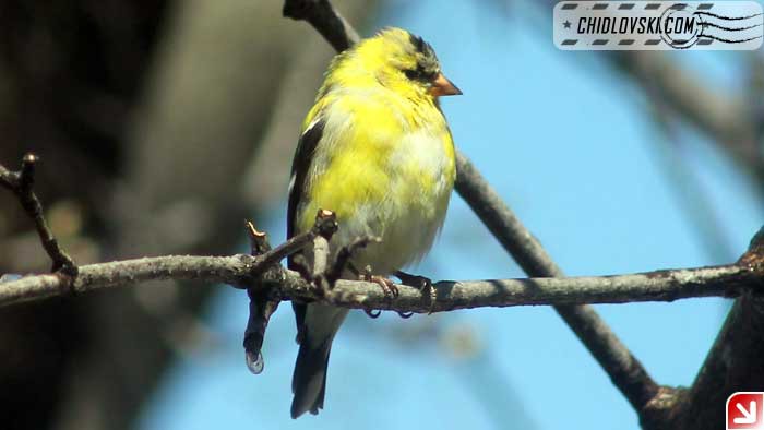 gold-finch-001