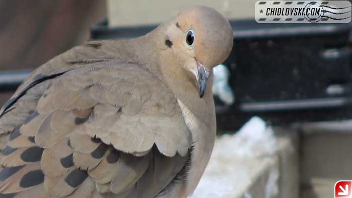 mourning-dove-09-002