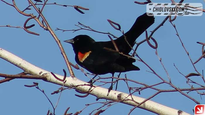 red-winged-blackbirds-001