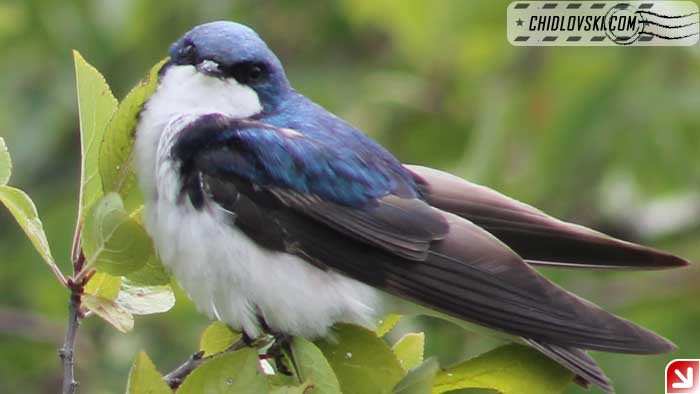 tree-swallow-001