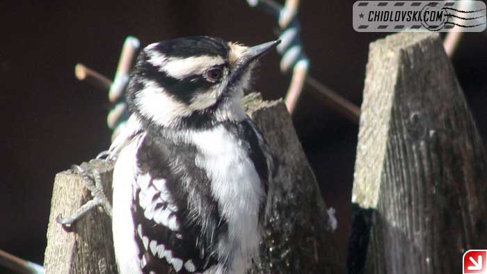 woodpecker-yard-004