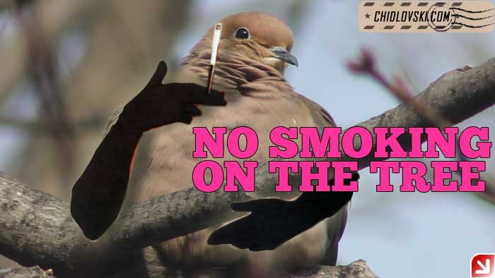 dove-no-smoking