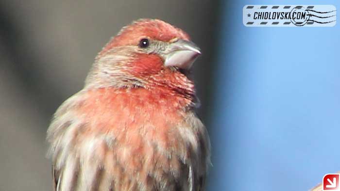 finches-12