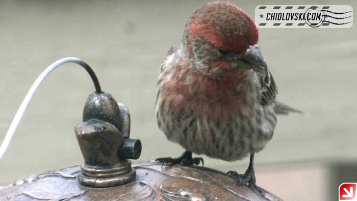 finches-14