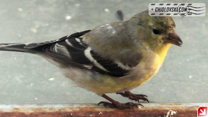 goldfinch-16001