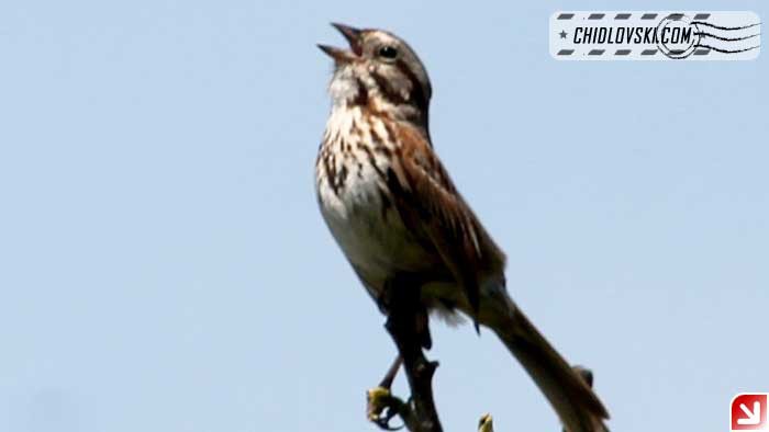 song-sparrow-16001