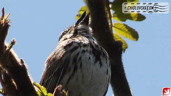 song-sparrow-16002