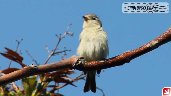 warbling-vireo-16003