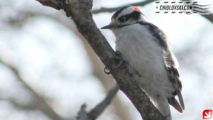 woodpecker-16004