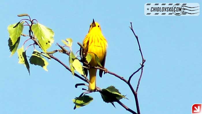 yellow-warbler-16001