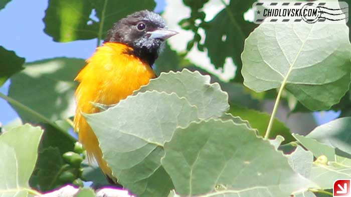 baltimore-oriole-16001