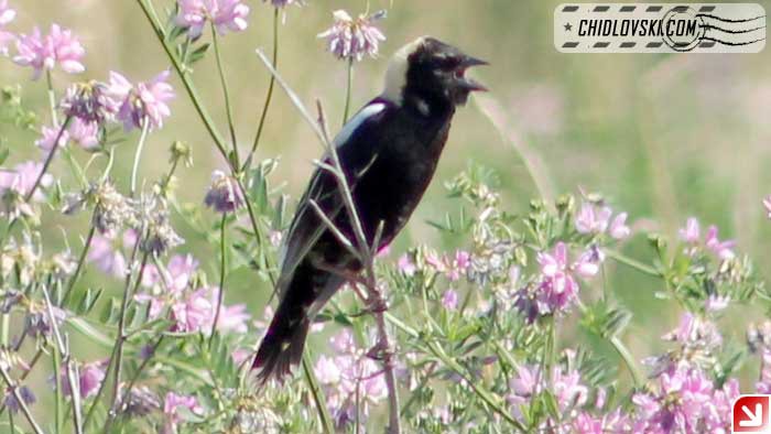 bobolink-16004