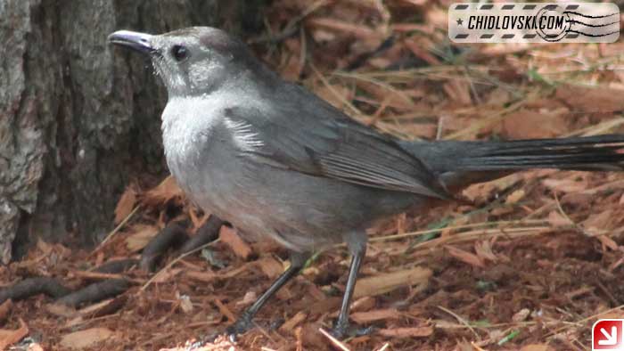 catbird-16003