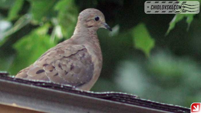 mourning-dove-16002