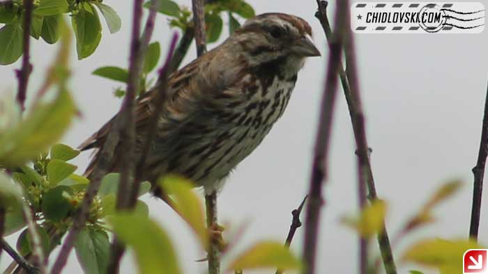 song-sparrow-16004