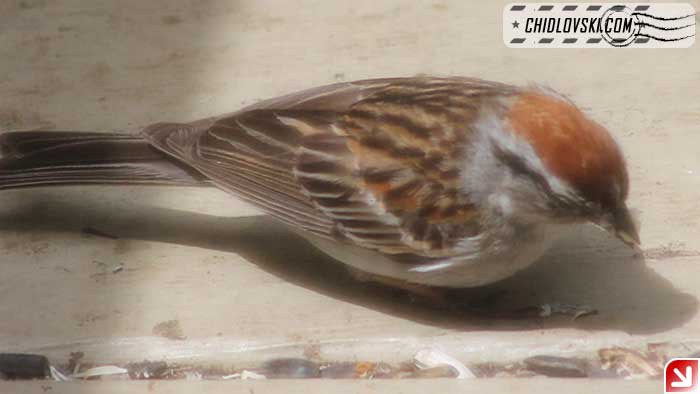 sparrow-16001