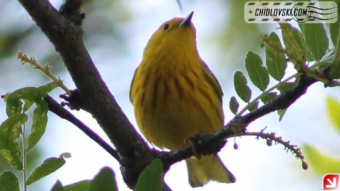 yellow-warbler-16002