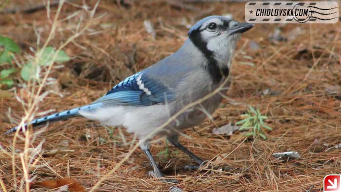 blue-jay-16001