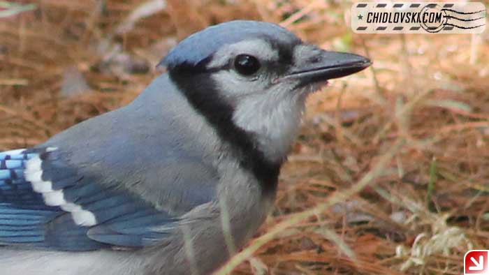 blue-jay-16003