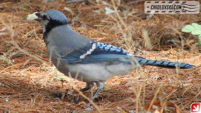 blue-jay-16004