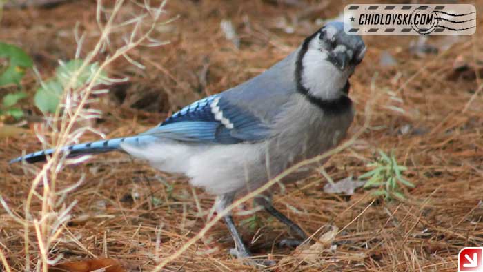 blue-jay-16006