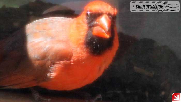 cardinal-16009