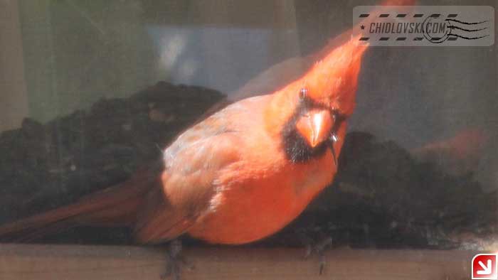 cardinal-16010