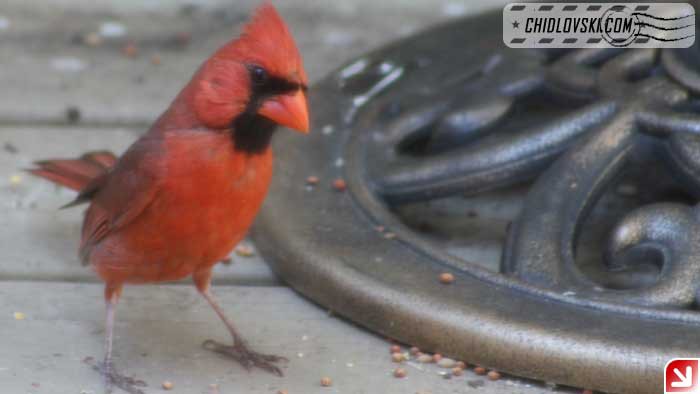 cardinal-16013