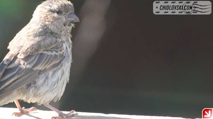 finches-16010